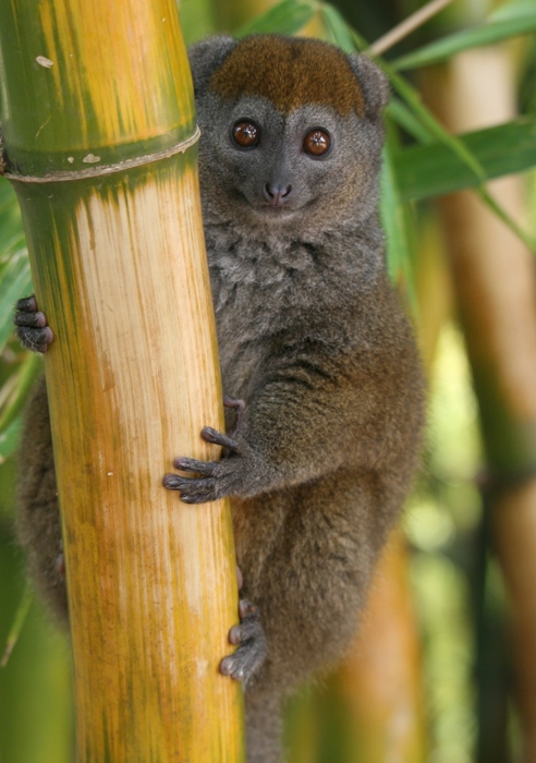 lemur